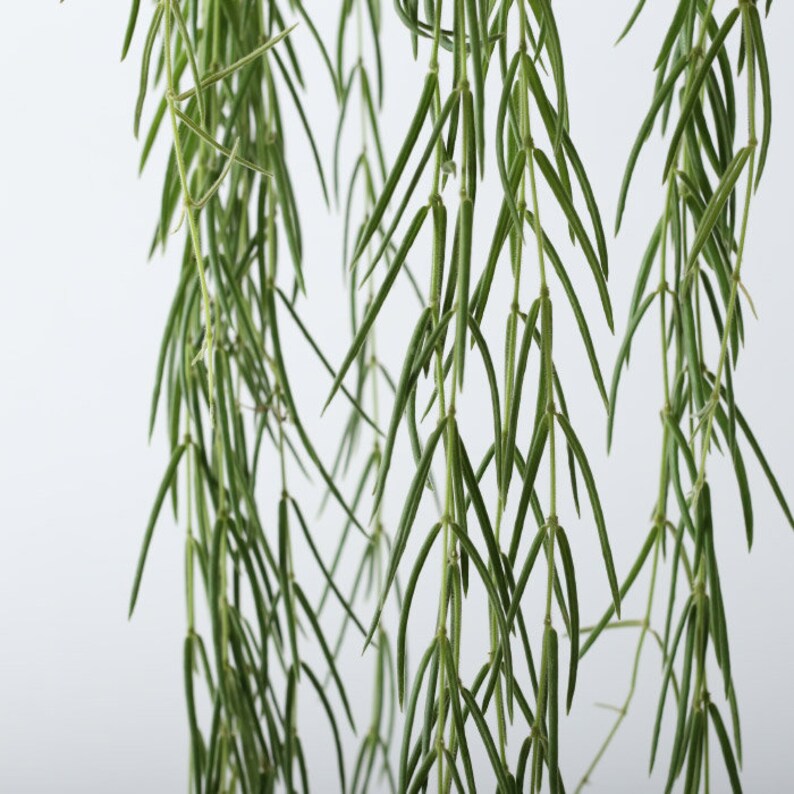 NEW Delivery VERY RARE Unique Houseplant Hoya Linearis