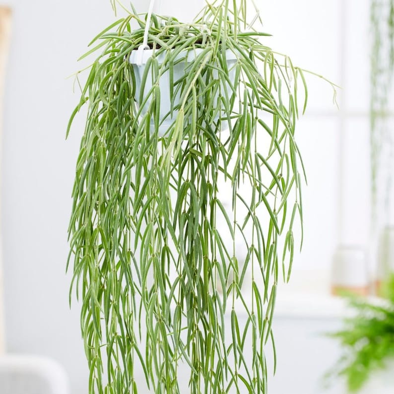 NEW Delivery VERY RARE Unique Houseplant Hoya Linearis