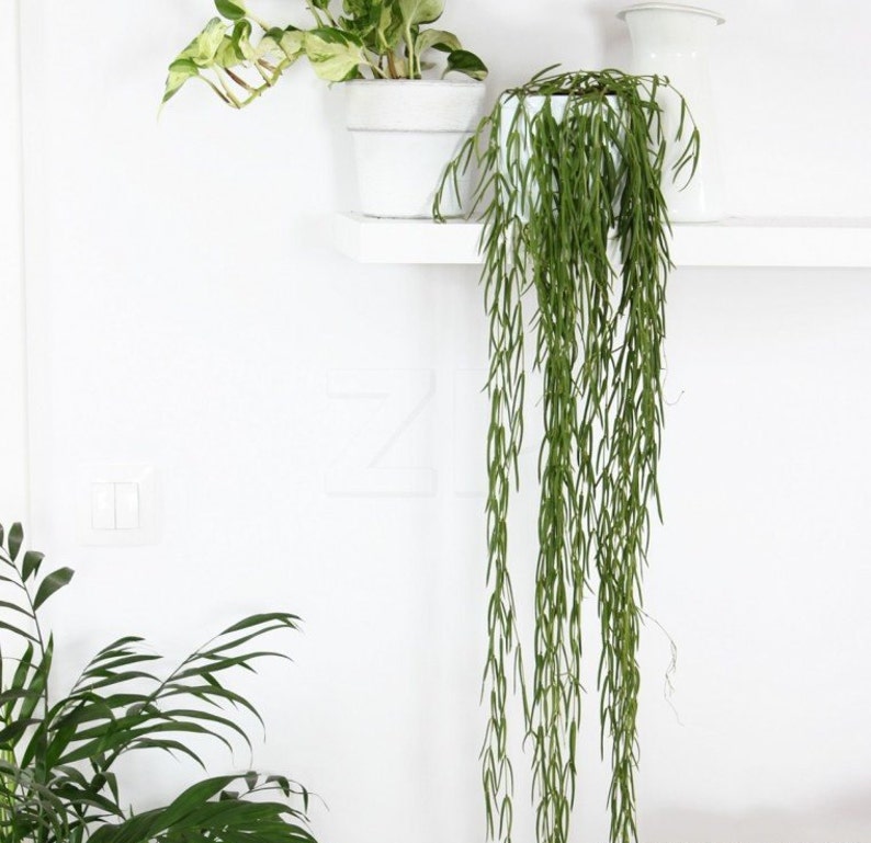 NEW Delivery VERY RARE Unique Houseplant Hoya Linearis