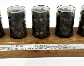 Development Of Coho Salmon Eggs - Washington Department Of Fish And Wildlife