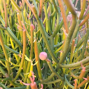 Puede incluir: Primer plano de una planta verde, amarilla y naranja con tallos delgados y un solo capullo rosa.