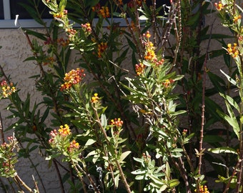Mexican Butterfly Weed Milkweed Asclepias Curassavica Cutting Monarch Butterfly
