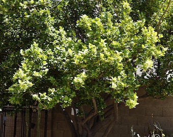 6 Key Lime Tree Thornless Variety Cuttings Citrus Great For Key Lime Pies!!!!!!!