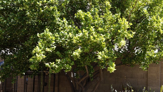 6 Key Lime Tree Thornless Variety Cuttings Citrus Great ...
