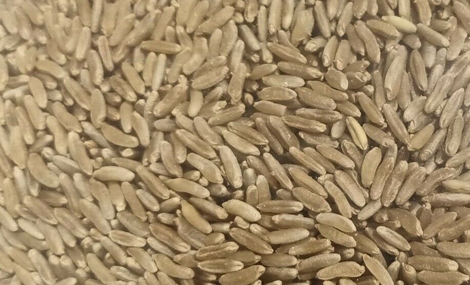 Ancient Egypt King Tut Wheat Seeds 3000 Year Old Variety Grow History