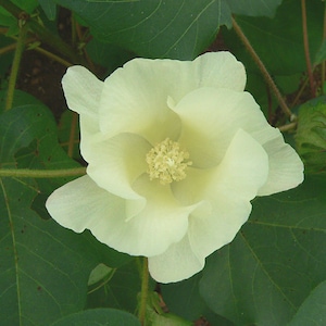 Arizona Cotton 20 Seeds Color Changing Flowers From Yellow To Pink!!!