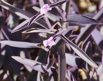 5 Purple Heart Plant Cuttings Tradescantia Pallida Setacreasea Easy to Grow