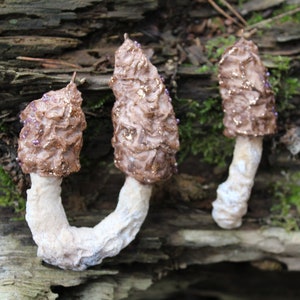 Handgemachtes Pilz Ornament, Morchella Vulgaris hängend, Pilz Dekoration