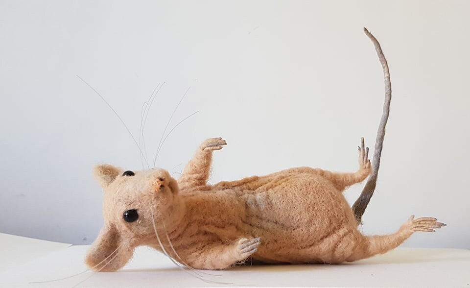 Deformed rat 2024