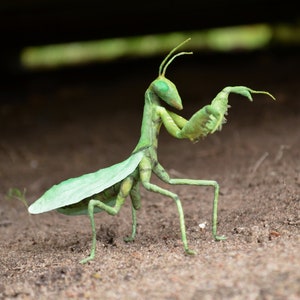 Green Mantis Soft Sculpture Gifts For Scientists