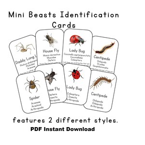 Può includere: Un set di flashcard stampabili con illustrazioni di insetti e artropodi comuni, tra cui una mosca domestica, una coccinella, un ragno, un millepiedi e un opilione. Ogni carta include il nome comune, la classificazione scientifica e informazioni interessanti sulla creatura. Le carte sono progettate in due stili diversi.