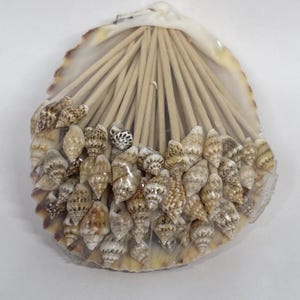 Puede incluir: Un arreglo decorativo de conchas marinas con una variedad de pequeñas conchas de color marrón y beige. Las conchas están unidas a una concha grande y abierta con brochetas de madera que se extienden desde el centro. Sobre fondo blanco.