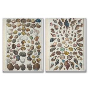 French Vintage Shells Canvas Prints, Ocean Fossils Illustration, Set of 2