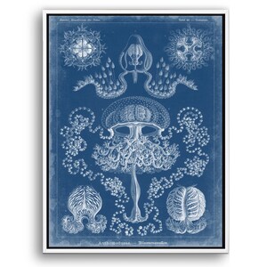 Blue Navy Marine Themed wall art, picture of Coral /Star Fish/Jelly Fish Nautical,Marine Home Decor,Living Room Decor Canvas Print