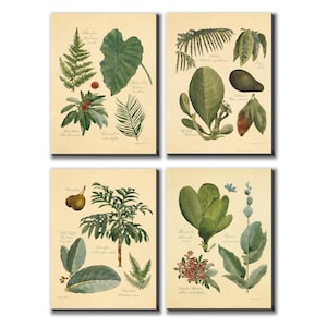 May include: Set of four botanical prints featuring various tropical plants and leaves. The prints are in a vintage style with hand-drawn illustrations and Latin names for each plant.