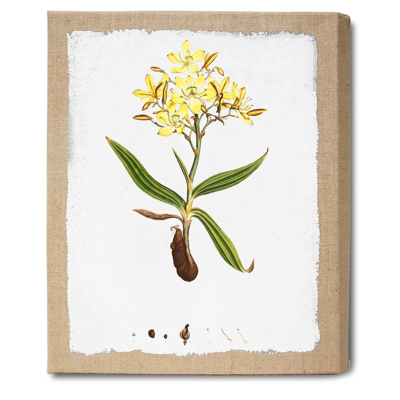 Set of 6 Ready to Hang French Vintage Botanical Artwork Prints on Burlap Canvas Wall Art Vintage Flower Illustration Home Decoration