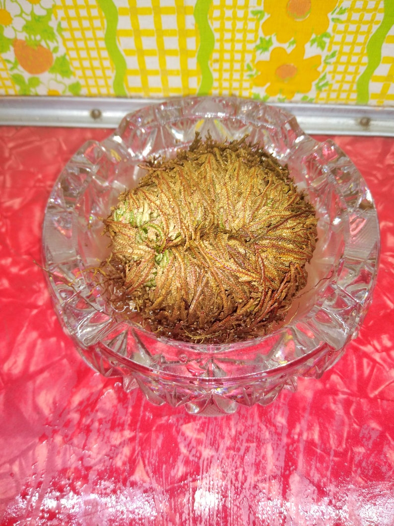 Rose of Jericho Resurrection Plant Selaginella Lepidophylla