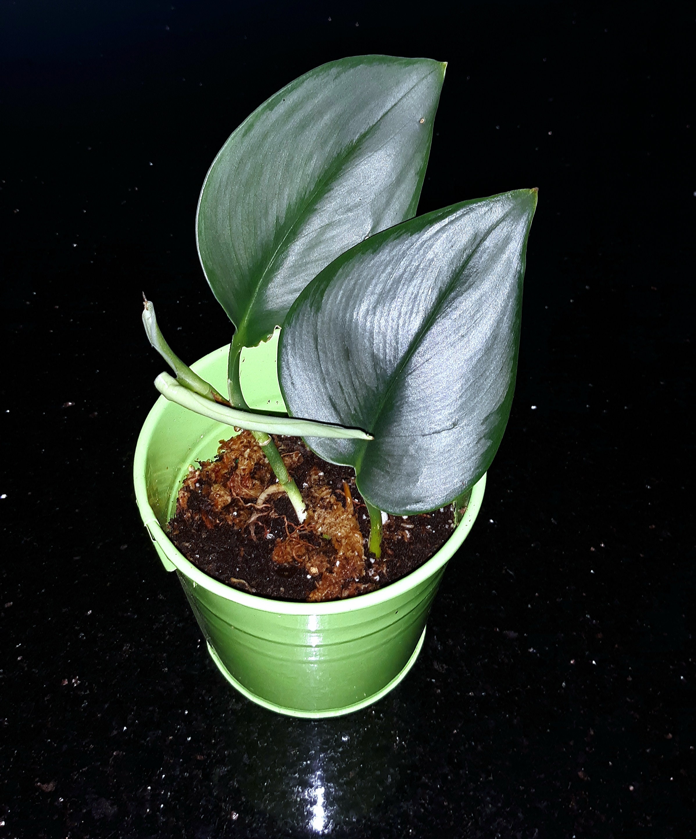 Price Dropscindapsus Treubii Moonlight Bareroot Etsy Price Dropscindapsus Treubii Moonlight Bareroot Etsy