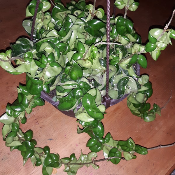 Hoya Rope Plant Etsy