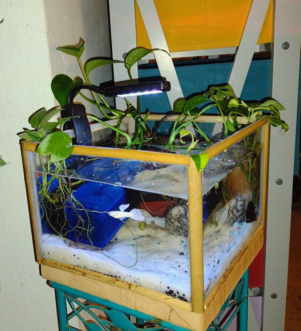 arm Versterken wonder Lowboy Bamboo and Acrylic Cube Nano Aquarium Fish Tank - Etsy