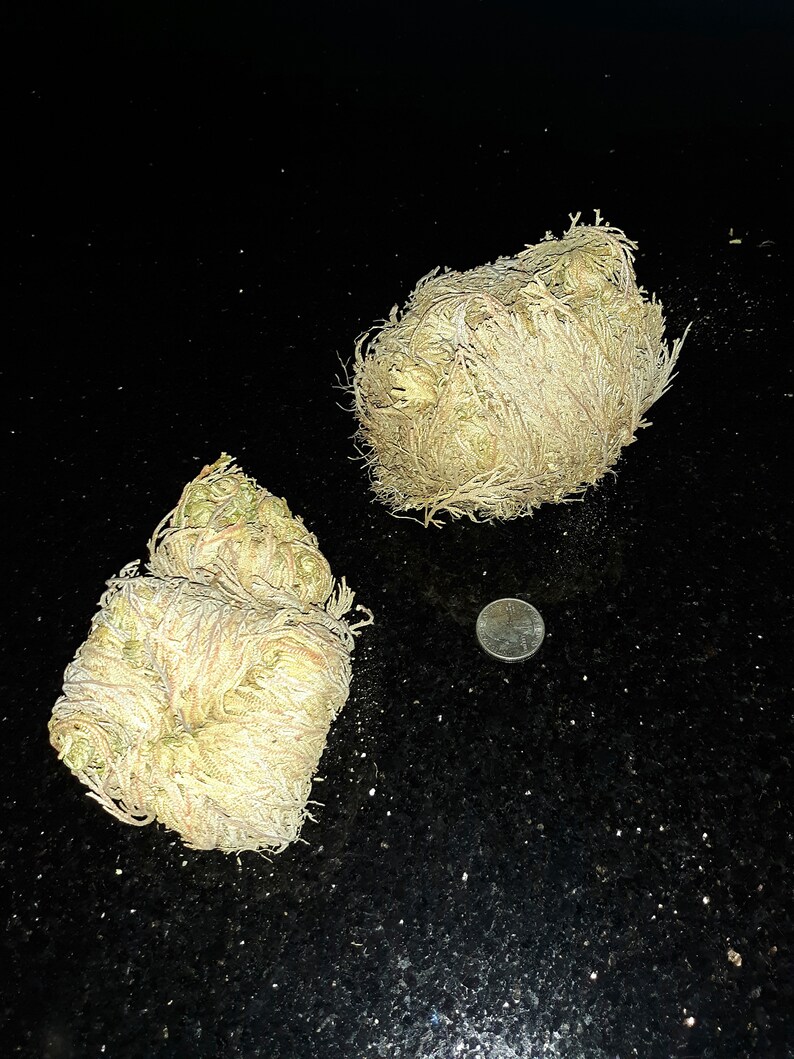 Rose of Jericho Resurrection Plant Selaginella Lepidophylla