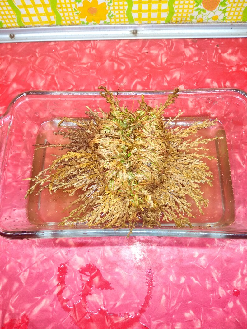 Rose of Jericho Resurrection Plant Selaginella Lepidophylla