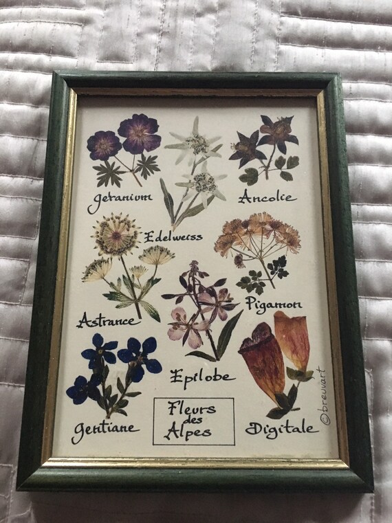 Vintage Fleur Des Alpes Flowers Print Etsy