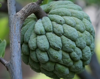 Annona squamosa - Sugar Apple - Grown in a 1 Gallon Pot