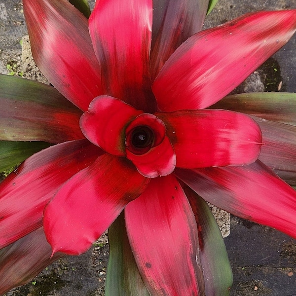 Bromeliad Neoregelia Magali