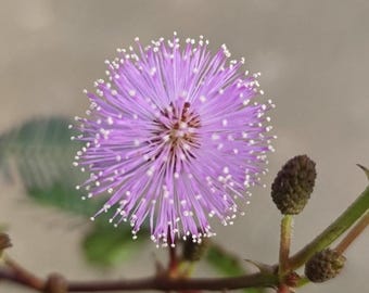 Mimosa pudica - Touch Sensitive Plant - Bonsai Start / Pre Bonsai - Live Plant