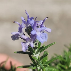 Rosmarinus officinalis - Rosemary Plant - Bonsai Start / Pre Bonsai - Live Plant
