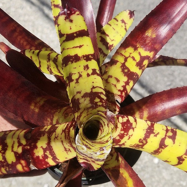 Bromeliad Neoregelia Guacamole