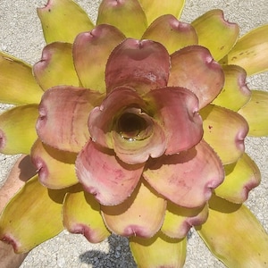 Bromeliad Neoregelia Passion Hybrid - Live Plant