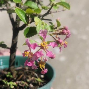 Malpighia glabra - Barbados Cherry Bonsai Start / Pre Bonsai - Live Plant