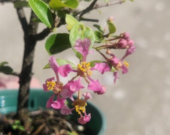 Malpighia glabra - Barbados Cherry Bonsai Start / Pre Bonsai - Live Plant