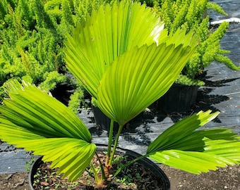 Licuala peltata sumawongii - Licuala peltata elegans - Live Plant Grown in 3 Gallon Pot