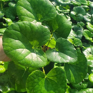 Farfugium japonicum Gigantea - Giant Leopard plant - Ligularia tussilaginea