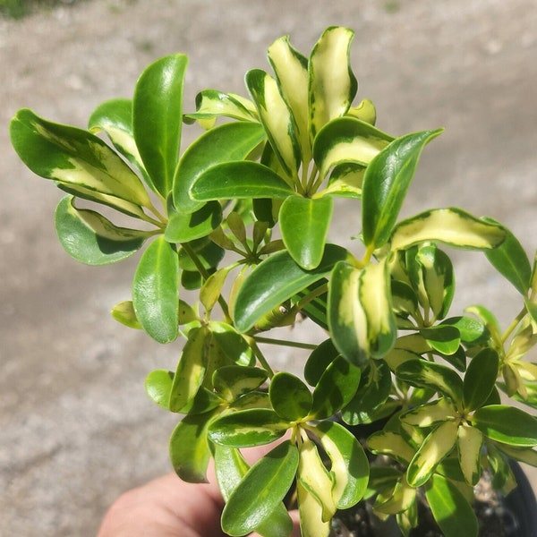 Variegated Luseane Arboricola Bonsai Start / Pre Bonsai - Grown in a 4" Pot