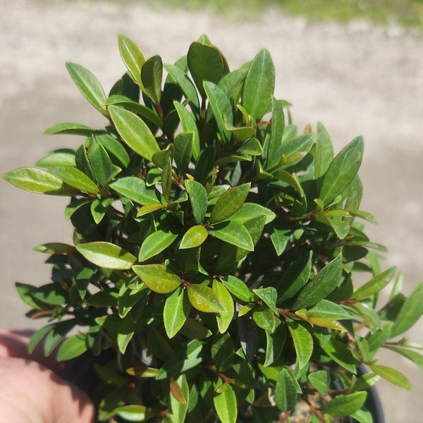 Eugenia globulus - Bonsai Start / Pre Bonsai - Grown in an 6" Pot