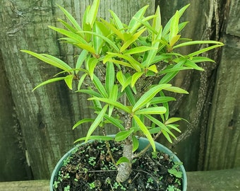 Ficus Nerifolia Bonsai Start / Pre Bonsai - Grown in a 4" Pot
