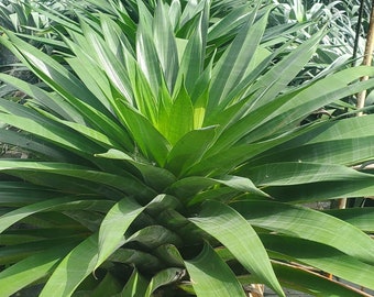 Alcantarea Glaziouana Grown in a 7 Gallon Pot - LOCAL PICK