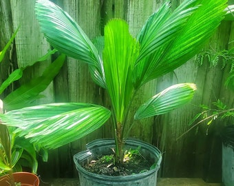 Palm Licuala Grandis - Vanuatu Palm -  Live Plant Grown in 3g Pot