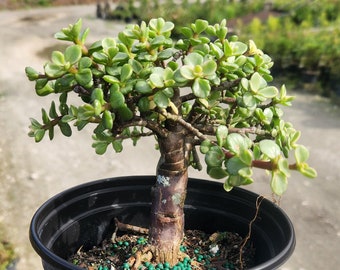 Mini Jade Bonsai Start - Portulacaria afra - Grown in a 4" Pot
