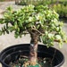 see more listings in the Bonsai / Bonsai Starts section