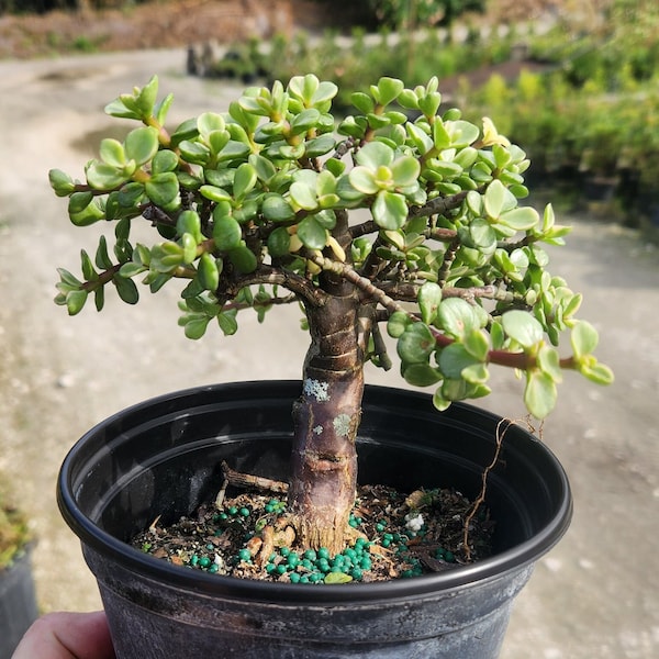 Mini Jade Bonsai Start - Portulacaria afra - Grown in a 4" Pot