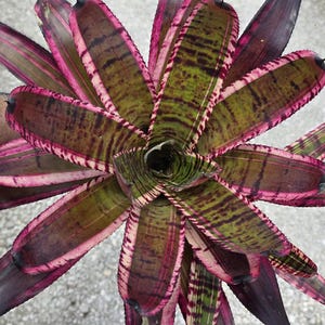Bromeliad Neoregelia Banshee (P.) - Live Plant