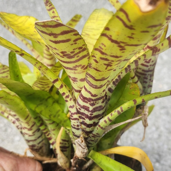 Bromeliad Neoregelia Tigrina