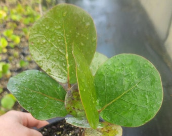 Coccoloba uvifera - Seagrape - Live Plant Grown in a 1 Gallon Pot