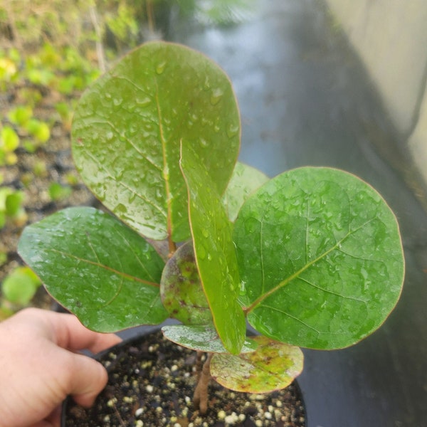 Coccoloba uvifera - Seagrape - Live Plant Grown in a 1 Gallon Pot