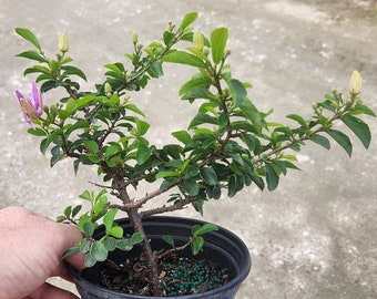 Grewia Bonsai Start / Pre Bonsai - Grown in a 6" Pot